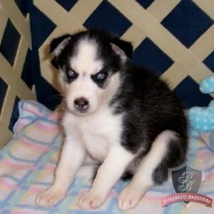 cute blue eyes Siberian husky puppies for sale