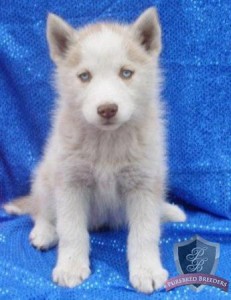 Great Looking Gray And White Siberian Husky Puppies Ready Now To Go