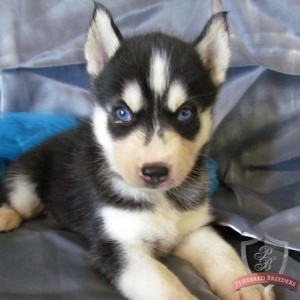 purebred Siberian husky pups up for adoption for Free
