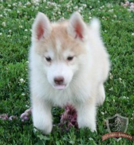 night fall Siberian Husky puppies for Free