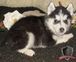 So So Superb and Adorable Siberian Husky Baby