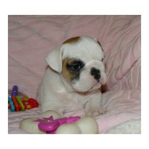 English bulldog puppies for adoption