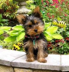 Gorgeous Micro Male and Female Teacup Yorkie