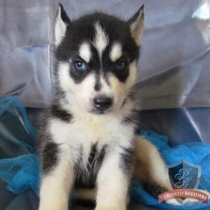 Ambuya Blue Eyes siberian Husky puppies For sale for Free