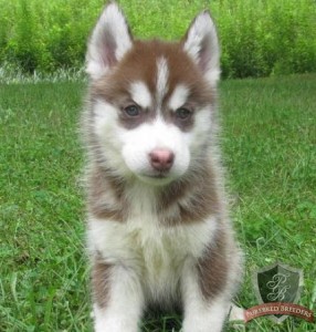 Super Cute Siberian Husky Puppies Available Now for Free