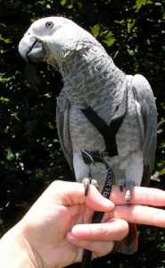 Gorgeous hand raised african grey parrot for ADOPTION