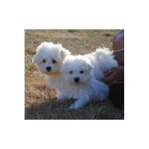 Great maltese puppy for you now. text us at (307) 939-7607