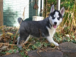 Potty Trained Blue Eyes Siberian Husky Puppies Male and Female - Akc Registered For Adoption.