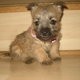 VET CHECKED CAIRN TERRIER  PUPPIES LOOKING FOR A NEW HOME