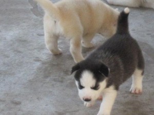 SWEET AND LOVING SIBERIAN HUSKY PUPPIES AVAILABLE FOR RE-HOMING