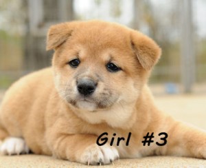 Home raised Shiba Inu puppies for new homes.