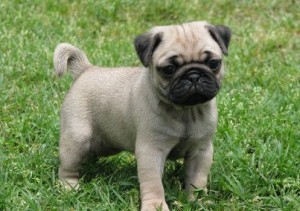 Akc Registered Show Quality Pug Puppies