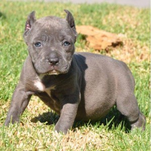 Pitbull puppies need good home