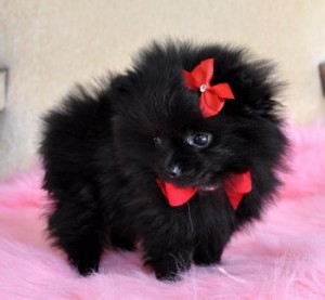 Tiny Teacup Black Pomeranian Prince and Princess    WOW they are  Amazing!!16 oz at 10 weeks