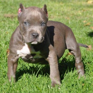 purebred pitbull pups