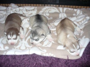 Cute siberian Husky Puppies Available