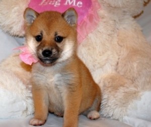 Two Shiba Inu puppies