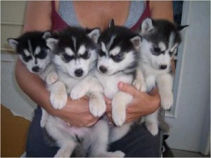 Beautiful &amp; Fawn Siberian husky puppies Ready