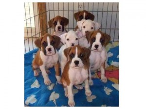 Gorgeous Boxer puppies