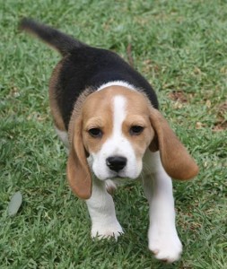 Beagle puppies for free adoption