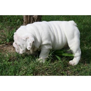 Super male and female bull dog Puppies for adoption