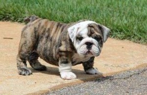 GORGEOUS AND ADORABLE MALE AND FEMALE ENGLISH BULLDOG PUPPIES
