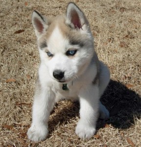 cute female siberian husky puppy for adoption