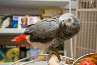 Hand Raised African Grey Parrot