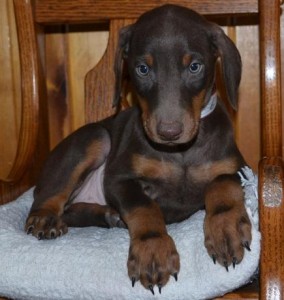 Russian PayDoberman Pinscher Puppies For Sale