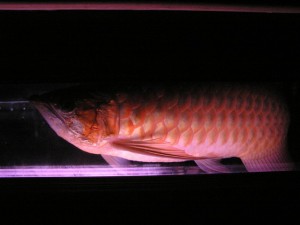 RTG Arowana Golden Arowana Asian Arowana Red Arowana Fish For Sale