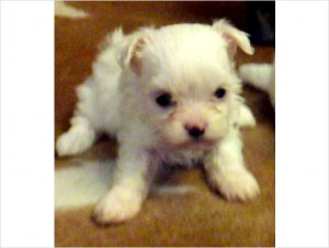 Gorgeous Teacup Maltese puppies for adoption