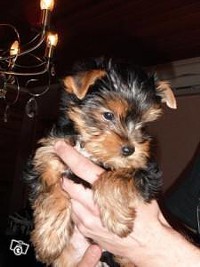 Teacup Coal our Lovable Male Yorkiepoos!