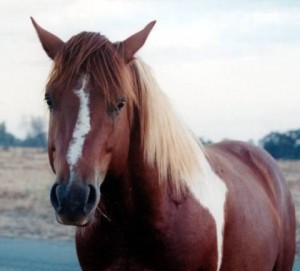 Well train and healthy Horses of all species ready for adoption.