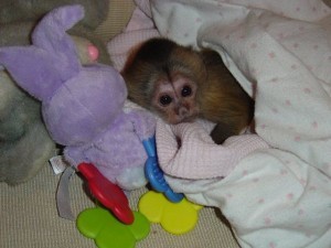 I am giving out out Cute baby/ male and female Capuchin monkeys for X-MAS present