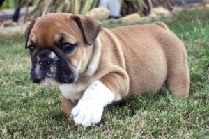 two cute x mas english bulldog puppies for sale