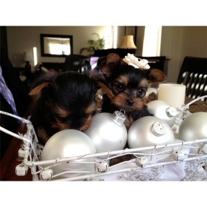 two lovely male and female yorkie puppies for adoption