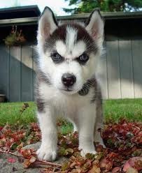 X-MAS Siberian Husky Puppies For New Homes