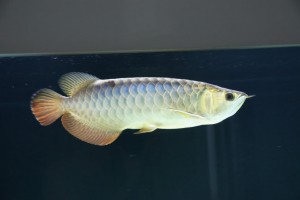 +A Grade Arowana's and Koi Available