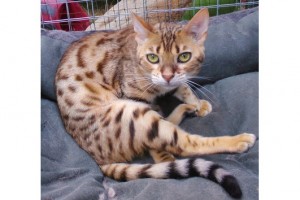 Stunning Male Bengal Kittens Available