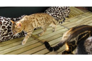 Male and female Bengal Kittens Available