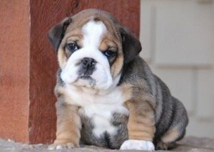 Splendid English Bulldog Puppies For A Carefull Home