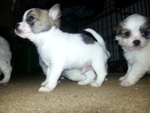 Chihuahua/ Maltese Male Puppy