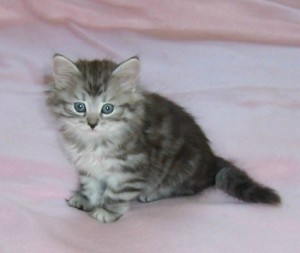 Outstanding Siberian kittens Available For Sale