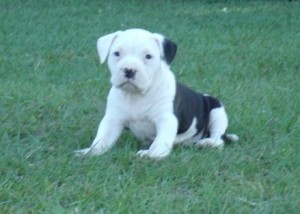 Purple Ribbon Ukc Registered Puppies 50% Razors Edge 25% Gotti 25% Enforcer