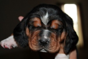 Akc Basset Hound Puppies