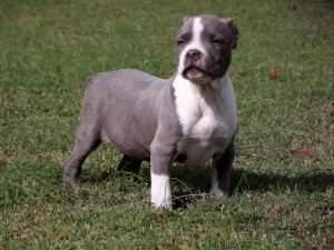 10wk Old Pr. Ukc Reg Male Forsale !!!!!!!!!