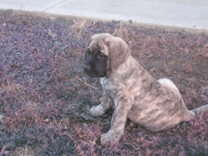 Ckc English Mastiffs puppies for adoption