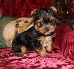 Akc Nice babies face Adorable Teacup Yorkie Puppies