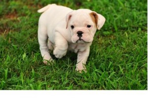 Cute X Mas English Bulldog puppies for Adoption to pets love Home