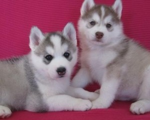 adorable blue eyes siberian husky puppies